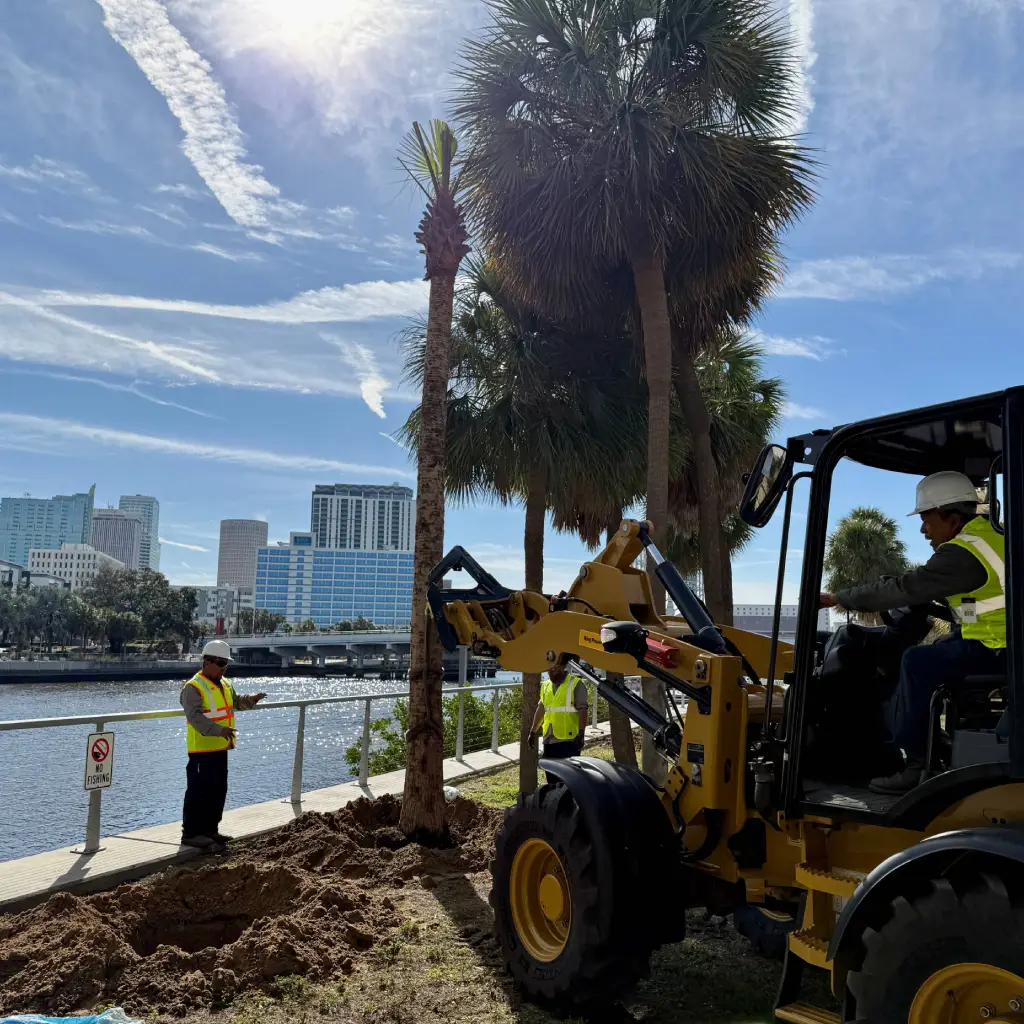 Commercial Palm Tree Installation in Tampa - 7 Landscape Designer in Tampa
